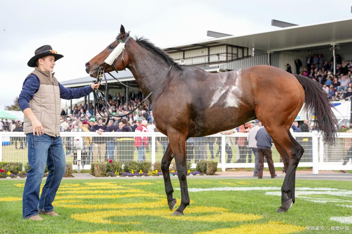 爱游戏网站入口-乌克兰马术选手出色表现夺得头筹