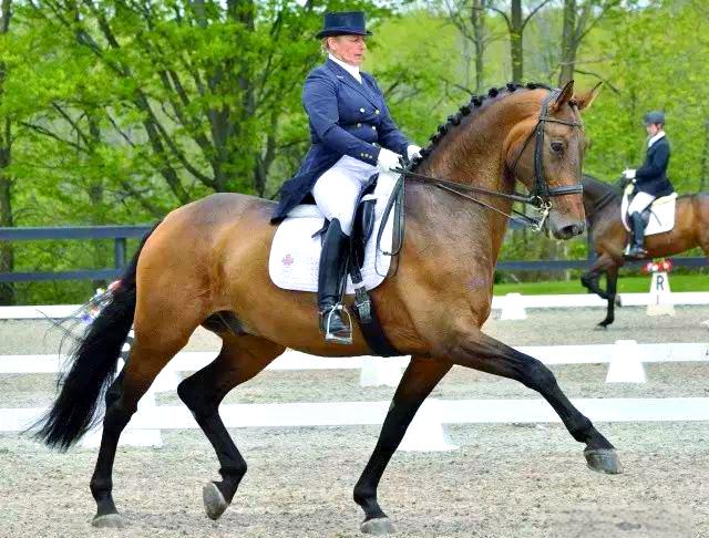 乌克兰马术选手出色表现夺得头筹